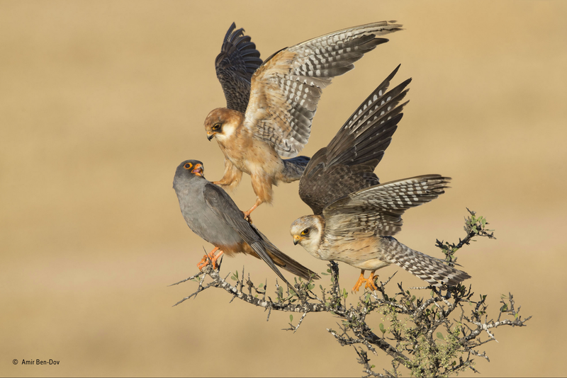 Illustration for article titled Estas son las mejores fotografías de naturaleza de 2015